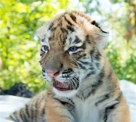 Columbus Zoo Tiger Cub Twins Update Zooborns