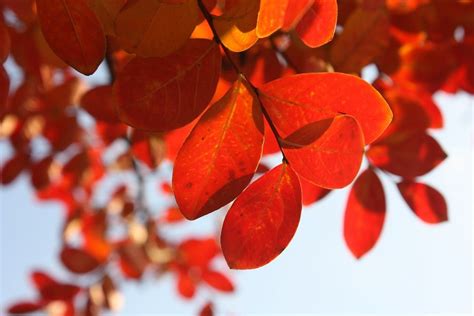 Ingyenes Kép A Pixabay En Ősz Levelek Lombozat Hello Autumn