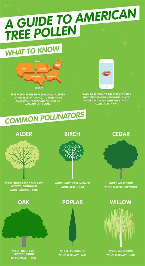 Tree Pollen Allergy Symptoms And Types Zyrtec®