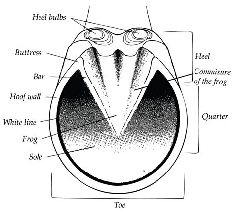 Diagram Of The Parts Of The Equine Hoof Showing Heel Bulbs Buttress