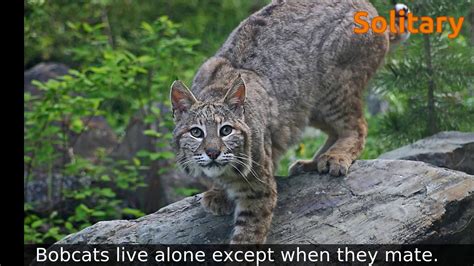 10 True Facts About Bobcats For Kids With Audio Youtube