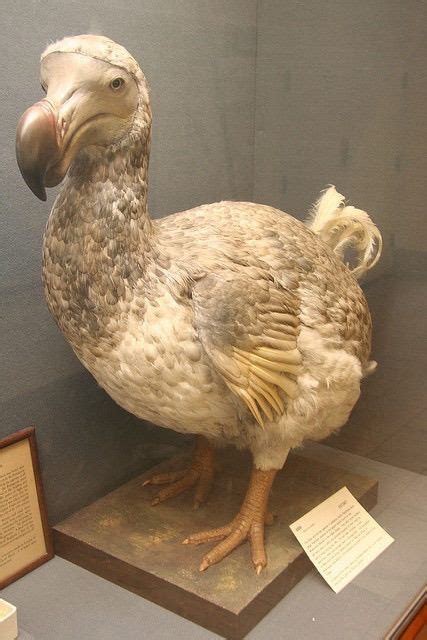 Dodo Dodo Bird History Facts Britannica Surflikehome