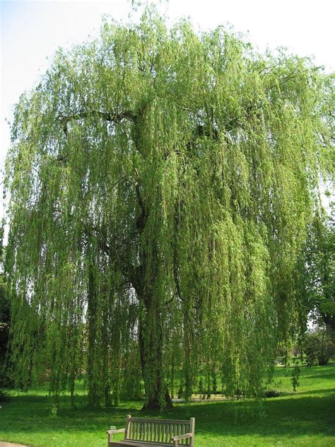 Weeping willows can be beautiful bonsai but their care and styling is not particularly easy. Salix alba 'Tristis' Golden Weeping Willow H&S: 50-70 ...