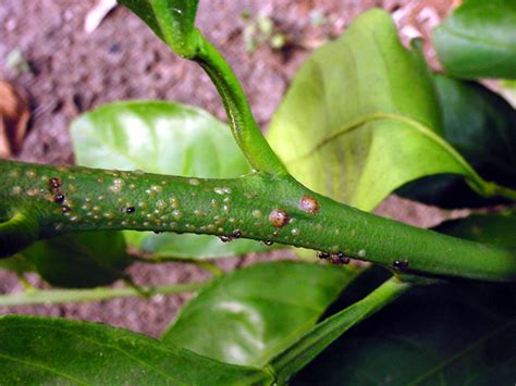 The first recorded efforts at biological control of scale insects on citrus using epf were in florida with. Plant Answers
