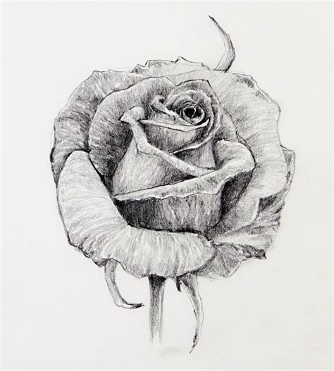 Rose Drawing Images At Explore Collection Of Rose