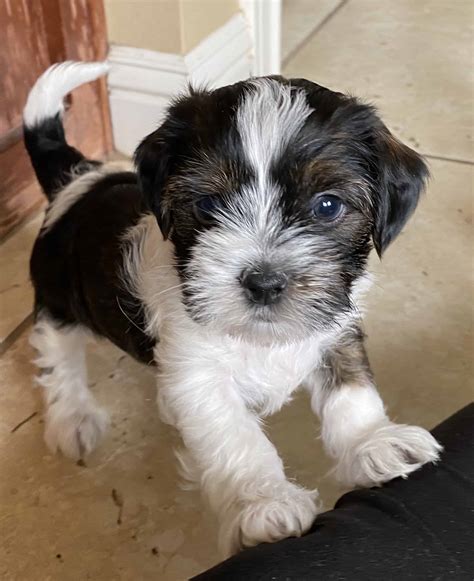 6 week old Shorkie puppies for sale - Petclassifieds.com