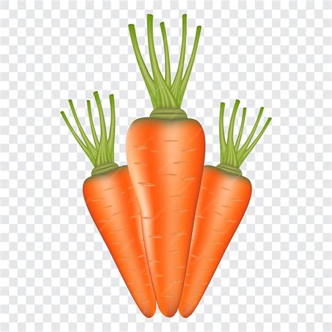 Premium Vector Realistic Carrot Vector Illustration