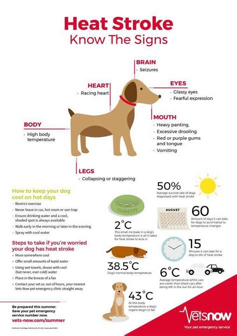 Keep Your Dogs Safe In This Hot Weather Love Cats Pet Sitters