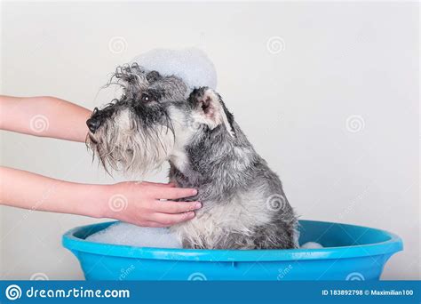 Funny Schnauzer Puppy Dog Taking Bath With Shampoo And Bubbles In Blue
