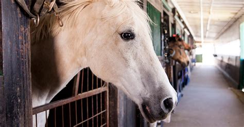 Us Horses Deserve Lasting Protection Aspca