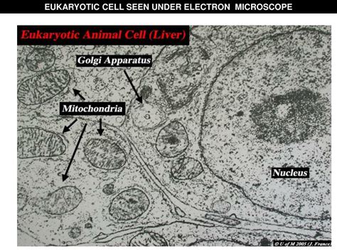 Ppt Eukaryotic Cell Seen Under Light Microscope Powerpoint