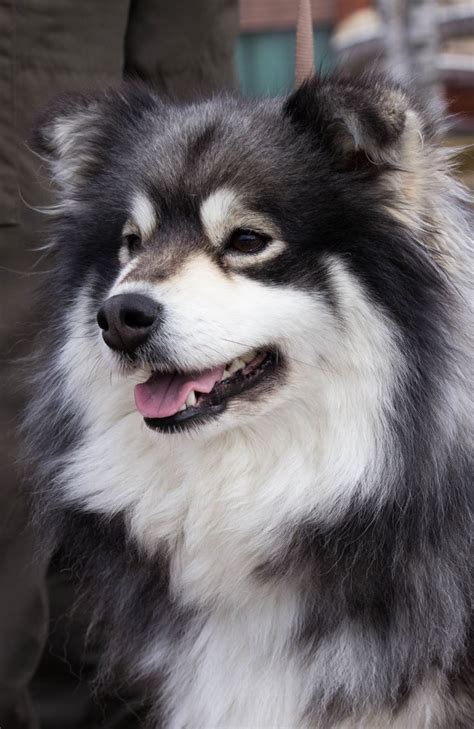 Finnish Lapphund Affectionate Gentle And Cheerful Dogs Easy To Train