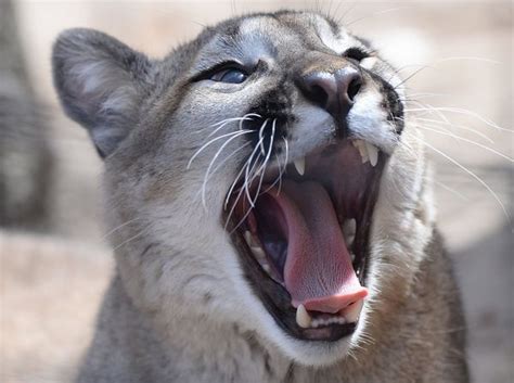 Upstate Ny Town Warns Residents Of Possible Mountain Lion