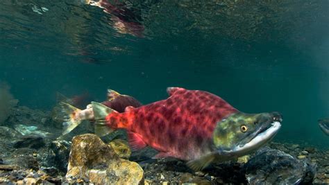 Filesockeye Salmon Swimming Right Wikimedia Commons
