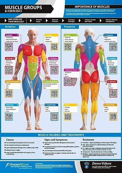Muscle Groups And Exercises Gym Poster Anterior And Posterior Muscles