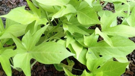 Ipomea O Batata Ornamental Ipomoea Batatas Var Margarita