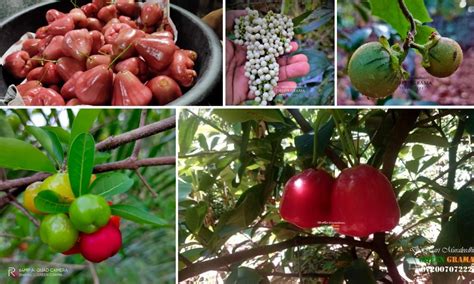 Exotic Fruits Farming Kerala Scientist Growing 800 Types Of Exotic Fruits