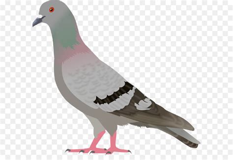English Carrier Pigeon Columbidae Bird Clip Art Pigeon Png Image Png