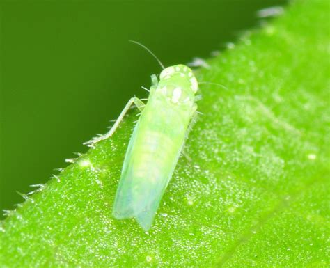 Little Green Flying Bug Leaf Hopper Some 1mm Fly Real Flickr