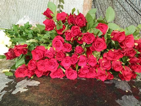 Dutch Roses By Jj Flower Mart Dutch Roses Inr Approx From Hosur