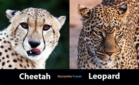 Lion Vs Tiger Vs Cheetah Vs Leopard Vs Jaguar Vs Panther