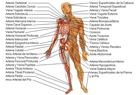 Ver más ideas sobre aparatos del cuerpo humano, escuelas de medicina, anatomia y fisiologia humana. El Cuerpo Humano y Sus Partes