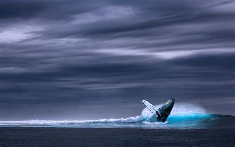 Blue Whale Balaenoptera Musculus Ocean Wildlife Whales Mysticeti