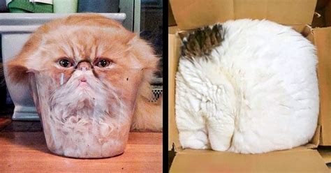 23 Photos Proving That Cats Can Fit Anywhere Cats Cute Animal