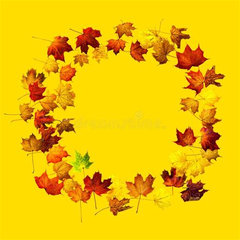 Colorful Autumn Leaves Isolated On Yellow Background Border Frame Of