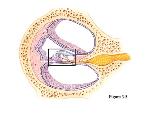 Game Statistics Anatomy Of The Cochlea 2