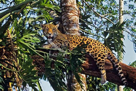 Big Cat Jaguar Panthera Onca Tom And Pat Leeson