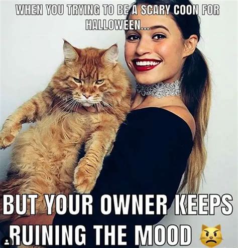 14 Funny Maine Coon Memes That Will Make You Laugh Page 2 The Paws