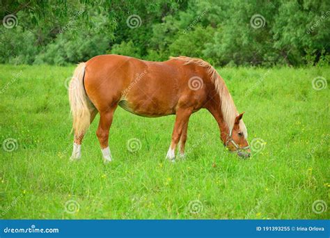 The Red Draft Horse Is Standing On The Pasture And Eating The Grass