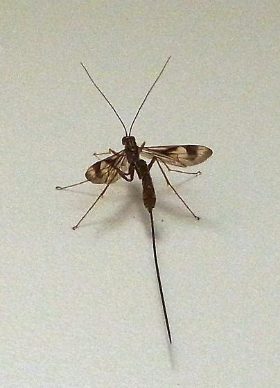 Insect With Long Thin Tail Megarhyssa Macrurus