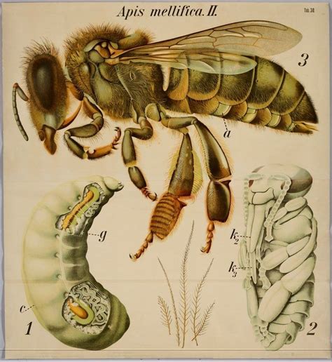 Insectos Dibujos De La Colección De La Universidad De Wageningen