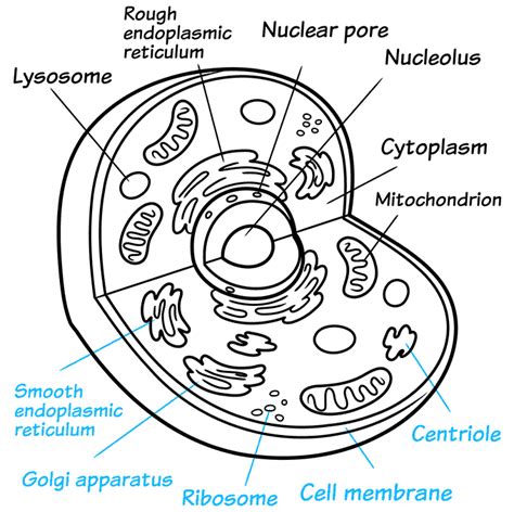 Images Of A Animal Cell Easy Drawing Rodriguez Twentone