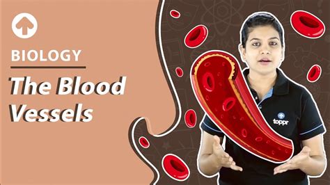 Study susan lim's major blood vessels flashcards now! The Blood Vessels | Biology - YouTube