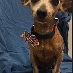 Help make the transition, as smooth as possible. Available pets at Dachshund Rescue South Florida in Weston ...