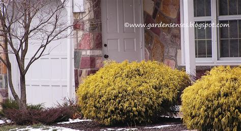 Cypress tree, a superb conifer. Garden Sense: Evergreen Shrubs