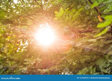 The Afternoon Sun Shines Through The Tree Stock Photo Image Of