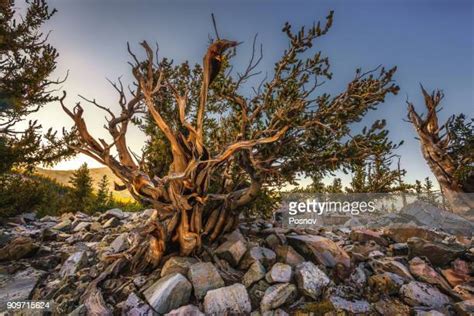Bristlecone Pine Photos And Premium High Res Pictures Getty Images