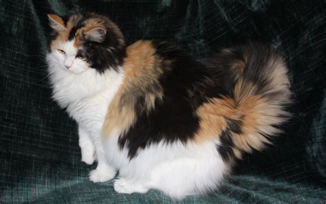 Did you scroll all this way to get facts about calico cat pictures? Calico ragdoll | Ragamuffin cat, Ragdoll cat