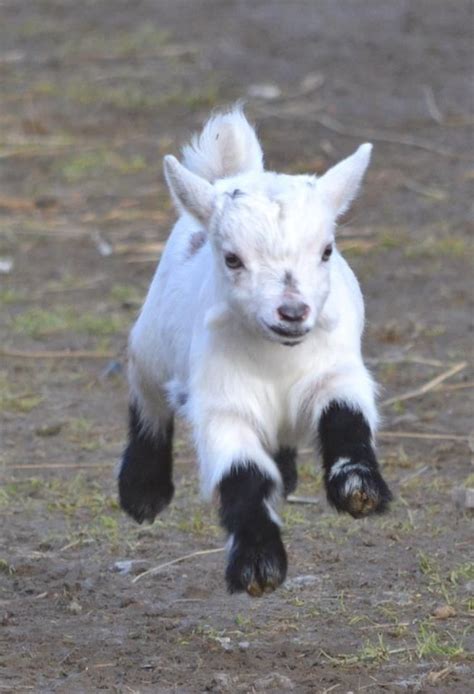 Pygmy Animals The Smaller The Cuter Baby Goat Pictures Cute
