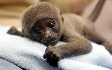 Baby Monkey Wallpapers Wallpaper Cave
