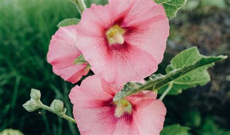 Growing Hollyhocks When Where And How To Plant Hollyhocks From Seed