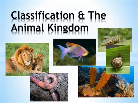 Ppt Classification And The Animal Kingdom Powerpoint Presentation Id