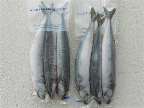 Sea Baits Frozen Fish Bait Dublin Frozen Bait Wholesaler Ireland