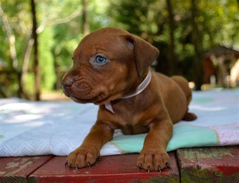 Best pitbull puppies with a healthy body and balanced temperament. Chocolate Red Nose Pitbull Puppies | similarxxl red results pitbull pit bull terrier dog ...