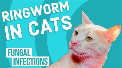 Ringworm In Cats Symptoms Causes Treatment Dutch Arnoticiastv