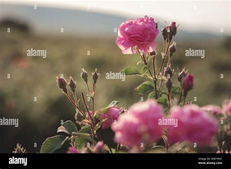 A Bush Of Pink Roses In Sunset Backlight Uly Garden With A Lot Of